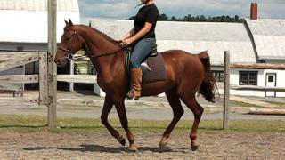 Calvin 1st canter left Aug2011