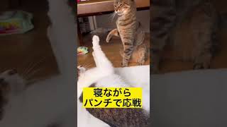 喧嘩でリベンジした猫#shorts