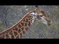 Giraffe Tongues | Ranger Insights