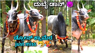 Nyamathi Dubai Don furious bull | hori habba | bull race #haveri #shivamogga