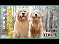 黃金獵犬和你想的不一樣？！狗狗情緒穩定這樣訓練！養阿金以前必看！《勸你不要養》EP6 l 蝌蚪與三桃