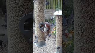 What a beautiful male house sparrow!