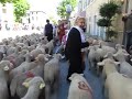 la transhumance de st. remy de provence