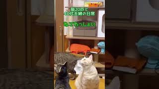 リビングにセミ入ってきて猫達が釘付け#shorts #保護猫 セミ怖い