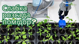 СЛАБКА РОЗСАДА ПОМІДОР? 🍅 4 головних причини та дієві методи порятунку