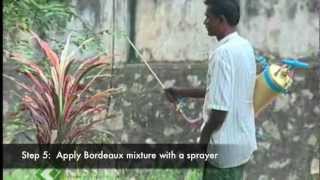 How to make a Bordeaux mixture