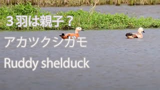 【３羽は親子？】アカツクシガモ　Ruddy shelduck