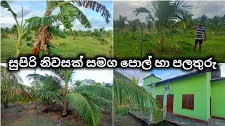 සුපිරි පොල් අක්කර 3ක් නිවසක් සමග | iDAM LANKA | Coconut Land Sale For Srilanka