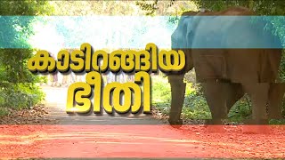 മാനന്തവാടിയെ വിറപ്പിക്കുന്നത് 'തണ്ണീർ' കൊമ്പൻ | Spot Reporter 2 Feb 2024