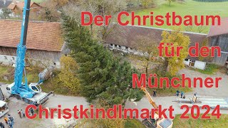 Der Christbaum für den Münchner Christkindlmarkt 2024