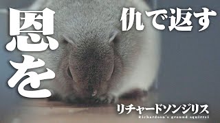 リチャードソンジリス 恩を仇で返す【#30 Squirrel bite.】