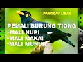 Penti Pemali Burung Tiong