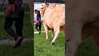 Brawny and muscular bull is out for his evening walk