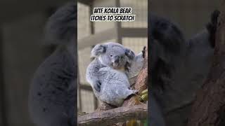 Wtf Is the koala okay? Is your butt that itchy?#shorts #short #shortvideo #youtubeshorts #animals