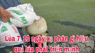 Lúa xuân quét cỏ lớn bị cháy và nắng nóng xạ phân như thế nào cho lúa phục hồi và phát triển