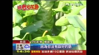 下水田摘花樂　陽明山海芋季開幕