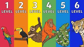 What Animals live in the Rainforest? | Rainforest Animals for Kids