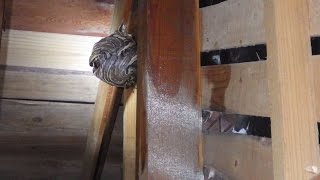 福島市でスズメバチの巣駆除・蜂駆除-生きているスズメバチが２階の部屋の床に落ちている！