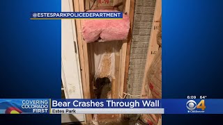 Bear Crashes Through Estes Park Wall