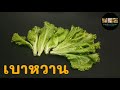 ประโยชน์ของผักกาดหอม หรือผักสลัด lettuce กินผักเป็นยา