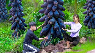 Forest life | 6 Days Harvesting Strange Primitive Ginseng to Sell | Key to Getting Rich from Ginseng