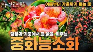 담장과 기둥에 아름다운 큰 꽃을 피우는 능소화 키우는 방법 #가드닝 #정원 #능소화 #중화능소화 #세종식물원 #정원가꾸기 #정원관리 #꽃 #정원인테리어