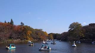 井の頭公園　秋　井の頭池　白鳥　紅葉　2020年11月15日