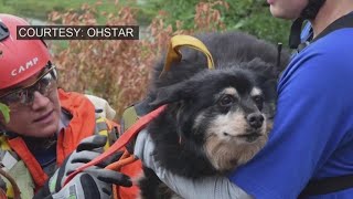 Volunteers rescue pets in peril: 'It's so rewarding'