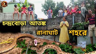 জোড়া চন্দ্রবোড়ার দাপটে আতঙ্কিত শহরবাসী | Huge Russells viper Attack | Snake video | Reptopedia