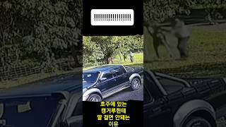 호주에 있는 캥거루한테 말 걸면 안돼는 이유