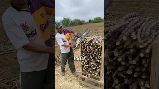 Cassava farmers use chainsaws to cut stems for the purpose of growing cassava #shorts