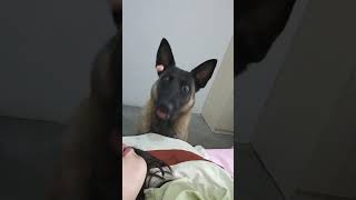 这样开心消消乐能到第几关#马犬 #狗狗 #shorts #puppy #germanshepherd #doglove #cute #funny #animals #pets #love #可愛い