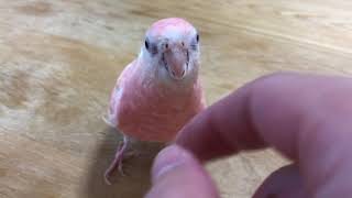 アキクサインコぴこ興奮して回転する