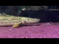 bichir feeding ポリプテルス 恐龍魚餵食