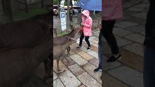 ~奈良公園~路人餵鹿被包圍