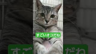 キュシーを相手しなかったら拗ねて逆に無視される　#ねこ 　#cat 　#猫　#ねこのいる生活