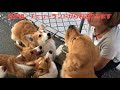 【愛犬と旅をしよう】犬と泊まれる宿vol.1 山形 長者屋敷編その4 宿で発見！東北地方で1番？大きなドッグプール！！dog s swimming time in the fishing inn.