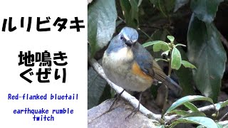 ルリビタキ  地鳴きとぐぜり