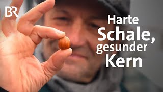 Nüsse aus Bayern: Harte Schale, köstlicher & gesunder Kern | Haselnuss | freizeit | Doku | BR