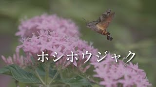 Rimsky-Korsakov  Flight of the Bumblebee/まるでハチドリのような「ホシホウジャク」Hummingbird Hawk Moth