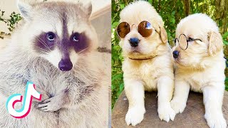 More Cute Pets Tiktoks to Brighten Up your Day *PART 29* 🥰