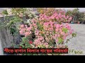 শীতে বাগান বিলাস গাছের পরিচর্যা করবেন কিভাবে? Bougainvillea care in winter