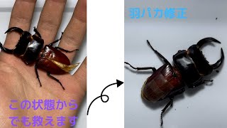 クワガタ羽パカ修正（オオクワガタ）