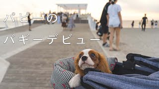 【キャバリア子犬の社会化勉強シリーズ】エアバギーでお出かけ編