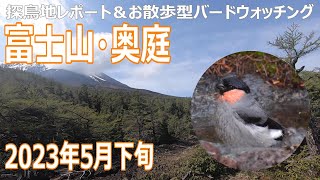 奥庭（山梨県）の探鳥地レポートです　ウソの水浴びとルリビタキの囀り　2023年5月下旬