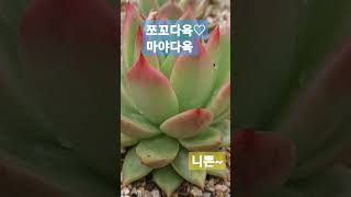 #쪼꼬다육 #니폰#succulent #多肉植物 #多肉植物