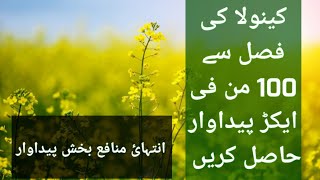 کینولا کی پیداوار  100 من  فی ایکڑ || Indian Canola || Zarai Sangat