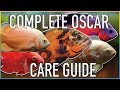 The MOST Comprehensive Oscar Cichlid Care Guide EVER! EVERYTHING you need to know!