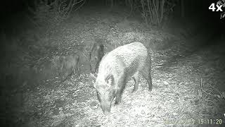 20250123 % 26 CINGHIALI - WILD BOAR