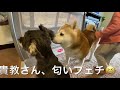 柴犬貴教！ニャンコのベラちゃんと距離が少し縮まる、心温まりますね〜💖💖💖